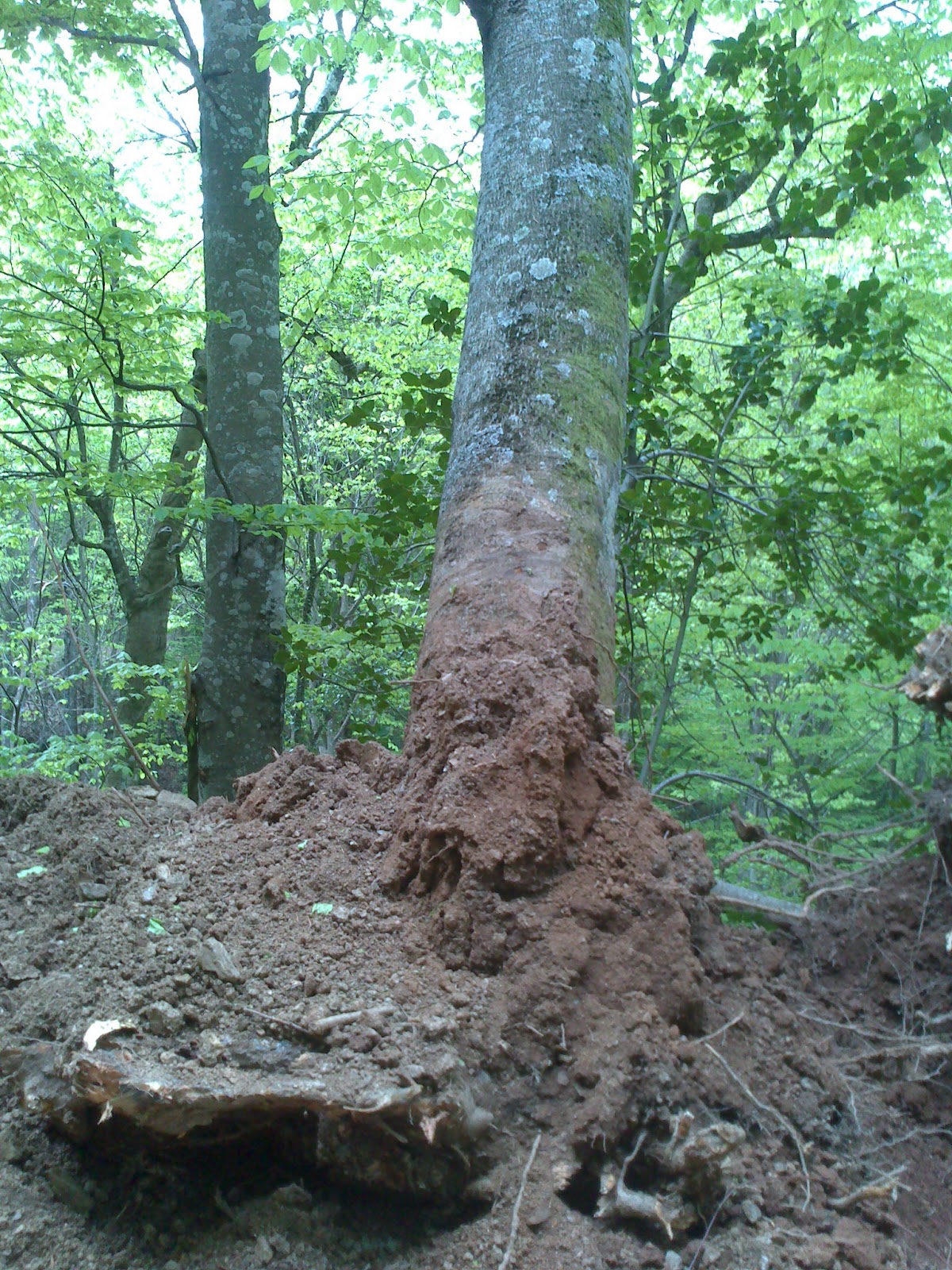 Ξεριζώνοντας και παραχώνοντας αιωνόβια δένδρα – η ανάπτυξη Πάχτα-Eldorado-ΣτΕ έρχεται… (video)
