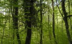 Ολο το νομοσχέδιο για τα δάση