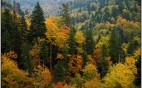 Αποχαρακτηρίζονται και ιδιωτικοποιούνται 50 εκατ. στρέμματα δασών και δασικών εκτάσεων